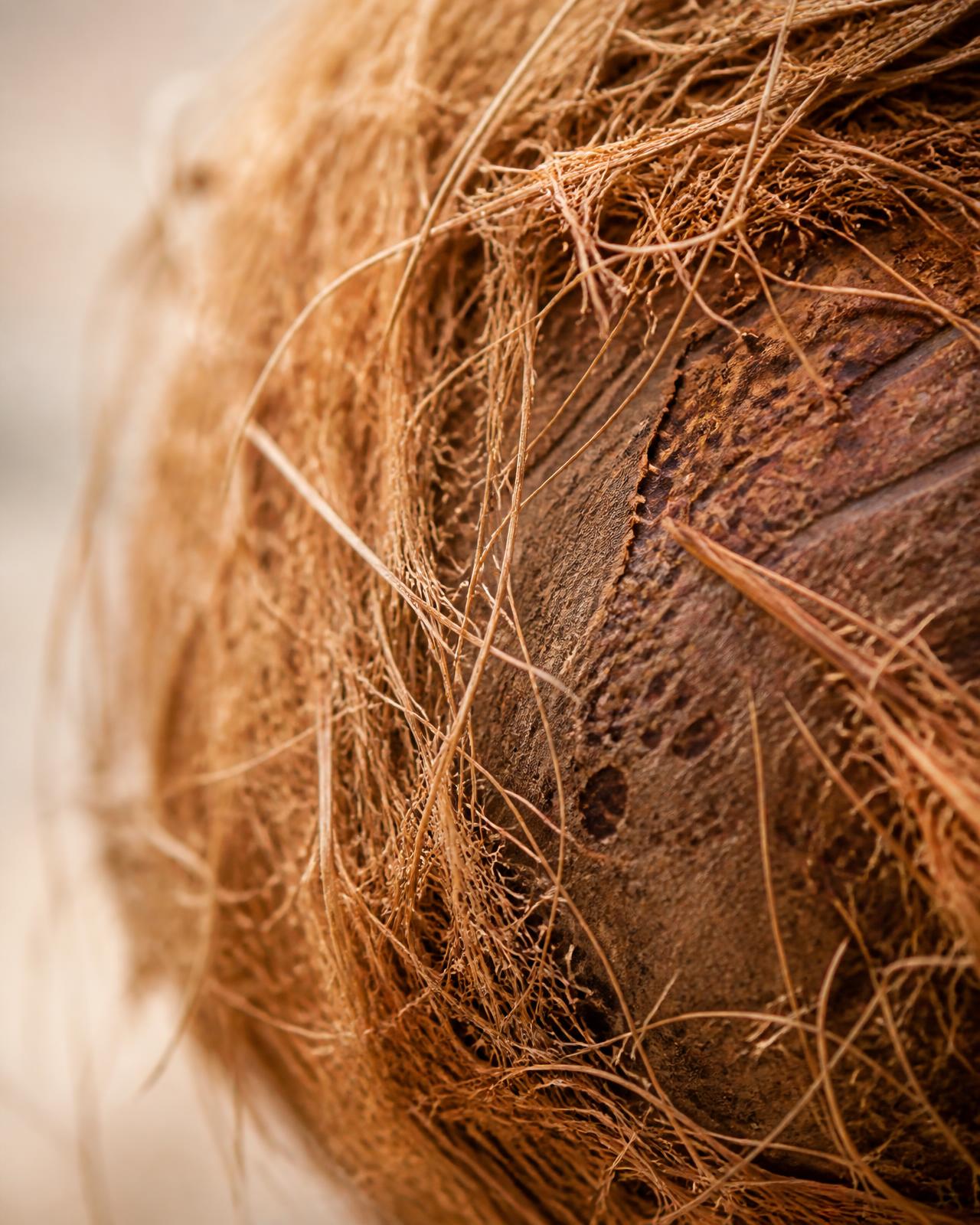 Extreme close-up of coconut husk fibre and shell texture